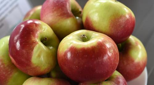 Зимние сорта яблок. Всё про зимние сорта яблок 17 Зимние сорта яблок. Всё про зимние сорта яблок 17