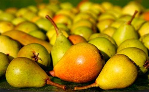 Сорта зимних груш. Зимние сорта груш