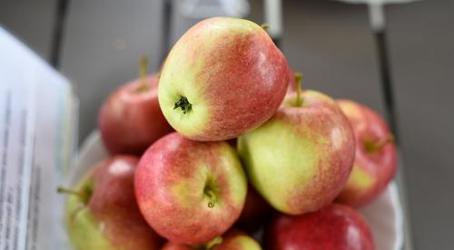 Зимние сорта яблок. Всё про зимние сорта яблок 19 Зимние сорта яблок. Всё про зимние сорта яблок 19