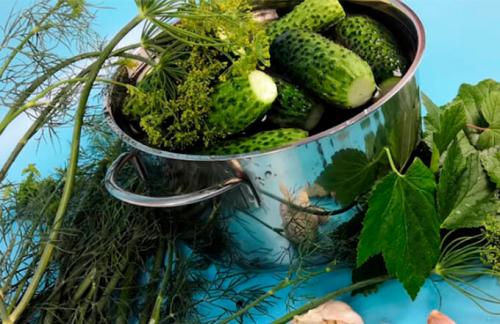 Малосольные огурцы без зелени. 7 простых рецептов хрустящих малосольных огурцов быстрого приготовления