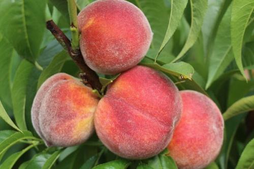 Поздние сорта персика в краснодарском крае. Самые лучшие сорта персиков с фото и описанием