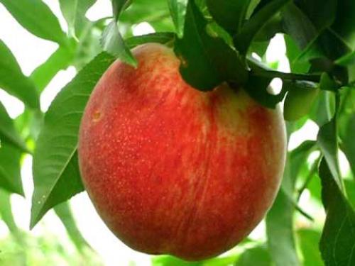 Поздние сорта персика для ростовской области. Сорта персиков для выращивания в России