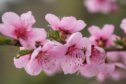 Поздние сорта персика. Среднеспелые сорта персиков: описание сортов 09