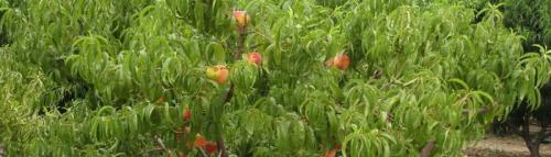 Поздние сорта персика для ростовской области. Сорта персиков для выращивания в России