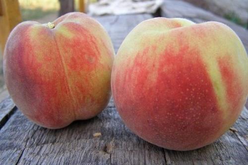 Поздние сорта персика в краснодарском крае. Самые лучшие сорта персиков с фото и описанием