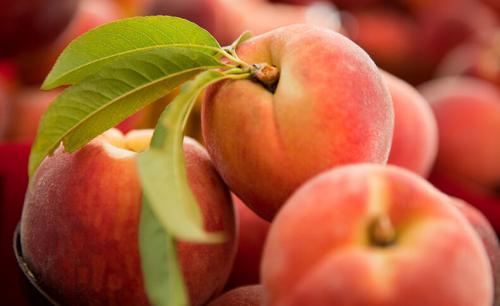 Поздние сорта персика. Среднеспелые сорта персиков: описание сортов 11