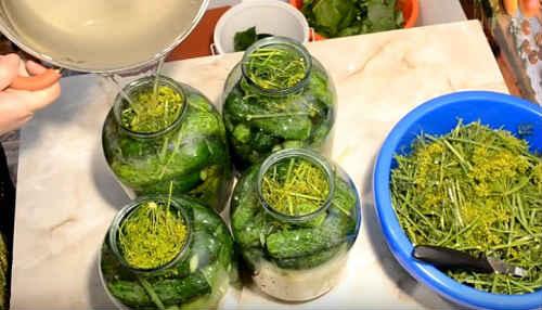 Квашеные огурцы в банках на зиму по проверенным рецептам. Огурцы, квашеные на зиму — самые вкусные рецепты (как бочковые)