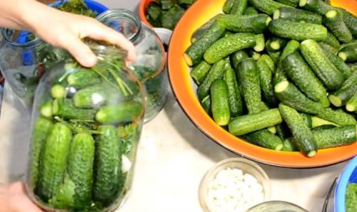 Квашеные огурцы в банке на зиму пальчики оближешь. Квашенные огурцы в банках на зиму под железную крышку