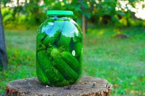 Малосольные огурцы без чеснока. 20 простых и вкусных рецептов малосольных огурцов