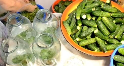 Квашеные огурцы в банке на зиму пальчики оближешь. Квашенные огурцы в банках на зиму под железную крышку