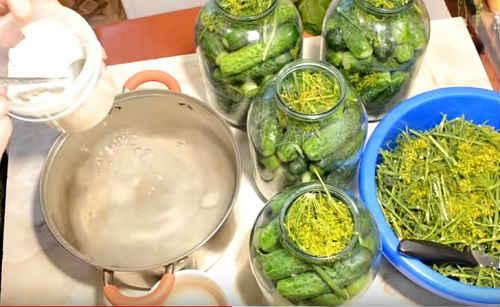 Квашеные огурцы в банках на зиму по проверенным рецептам. Огурцы, квашеные на зиму — самые вкусные рецепты (как бочковые)