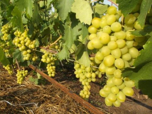 Виноград столовый сорта с высоким содержанием сахара. Ранние сорта