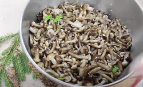 Соленые опята в банках на зиму. Соленые опята на зиму в банках 14 Соленые опята в банках на зиму. Соленые опята на зиму в банках 14