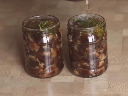 Опята соленые на зиму. Опята солёные на зиму в банках горячим способом