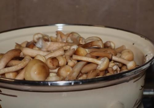 Соленые опята в банках на зиму. Соленые опята на зиму в банках 17 Соленые опята в банках на зиму. Соленые опята на зиму в банках 17