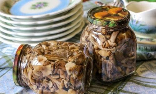Опята соленые с чесноком на зиму. Опята, соленые на зиму – простые рецепты приготовления горячим и холодным способом