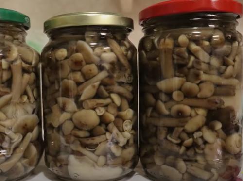 Соленые опята в банках на зиму. Соленые опята на зиму в банках 19 Соленые опята в банках на зиму. Соленые опята на зиму в банках 19