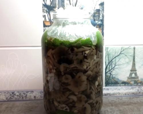 Соленые опята в банках на зиму. Соленые опята на зиму в банках 24 Соленые опята в банках на зиму. Соленые опята на зиму в банках 24