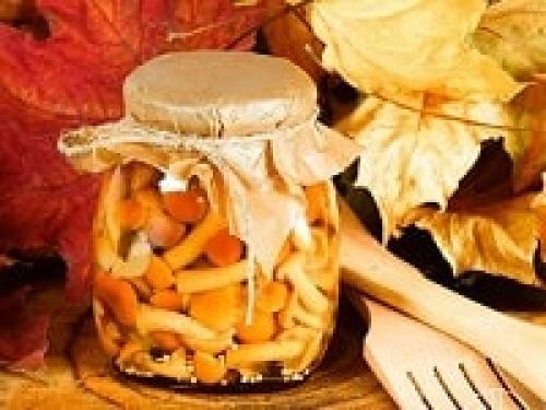 Опята соленые с чесноком на зиму. Опята, соленые на зиму – простые рецепты приготовления горячим и холодным способом