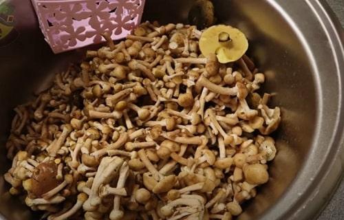 Опята соленые с чесноком на зиму. Опята, соленые на зиму – простые рецепты приготовления горячим и холодным способом