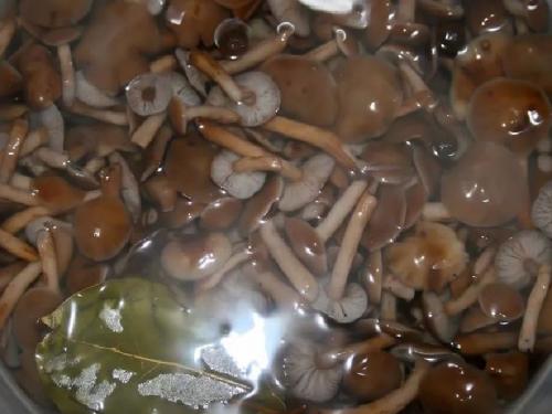 Опята соленые на зиму. Опята солёные на зиму в банках горячим способом