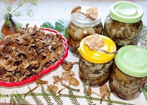 Опята соленые с чесноком на зиму. Опята, соленые на зиму – простые рецепты приготовления горячим и холодным способом