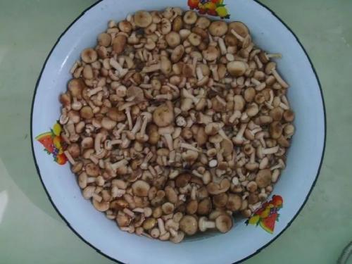 Опята соленые на зиму. Опята солёные на зиму в банках горячим способом