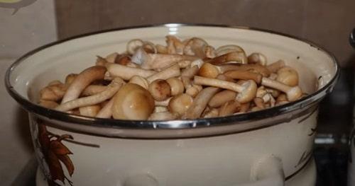 Опята соленые с чесноком на зиму. Опята, соленые на зиму – простые рецепты приготовления горячим и холодным способом