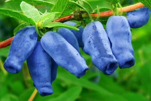 Можно ли сажать черешню рядом с вишней. Соседи вишни на участке, что можно и нельзя сажать рядом