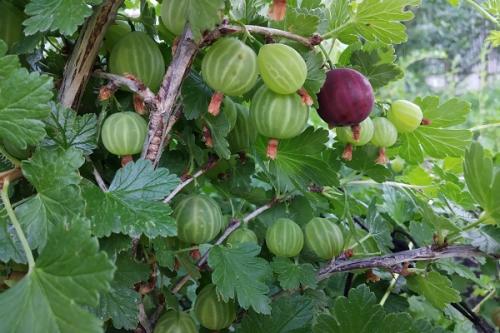 Можно ли сажать черешню рядом с вишней. Соседи вишни на участке, что можно и нельзя сажать рядом