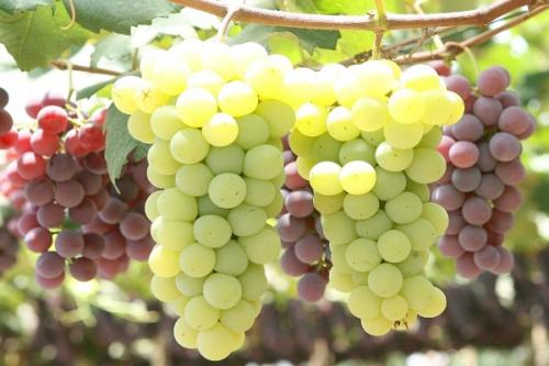 Можно ли сажать черешню рядом с вишней. Соседи вишни на участке, что можно и нельзя сажать рядом