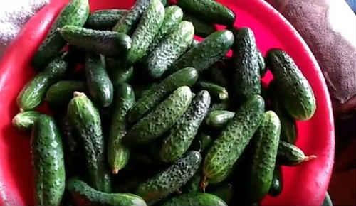 Сладкие огурцы на зиму без уксуса. Сладкие маринованные огурцы на зиму — очень вкусные рецепты