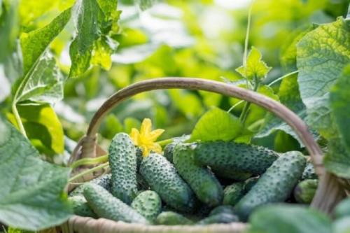 Огурцы без уксуса на зиму. Огурцы на зиму без уксуса — самые вкусные рецепты