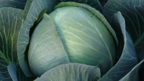 Как хранить листовую капусту. Как хранить капусту в домашних условиях: 20 лучших способов