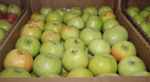 Сорта зимних яблок. Всё про зимние сорта яблок