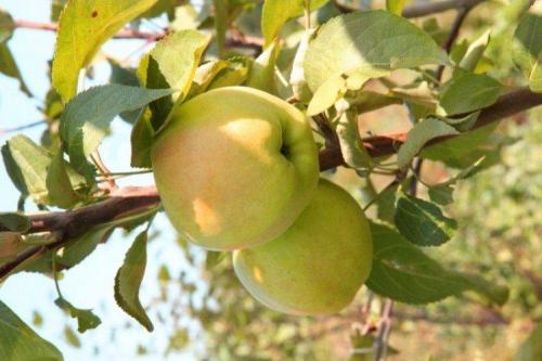 Поздние сорта яблок желтого цвета. Лучшие сорта яблок: фото, названия и описания (каталог)