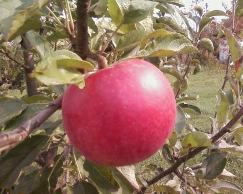 Сорта зимних яблок красного цвета. Популярные зимние сорта яблонь