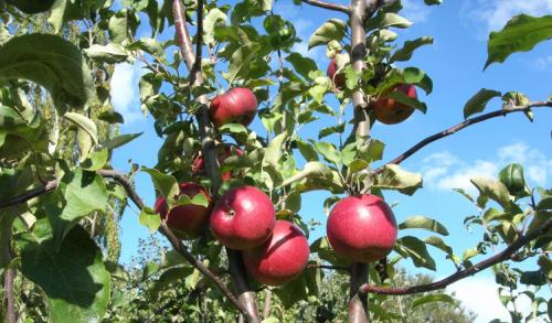 Сорта зимних яблок. Всё про зимние сорта яблок