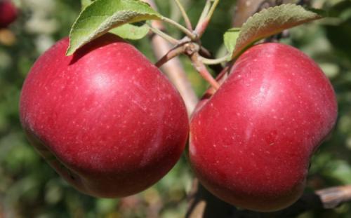 Сорта зимних яблок. Всё про зимние сорта яблок