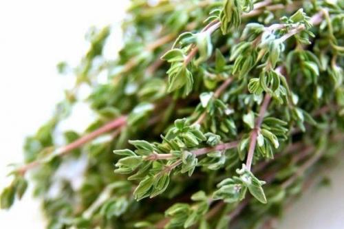 Как сохранить тимьян на зиму. Как хранить свежий тимьян и как его засушить в домашних условиях