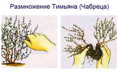 Тимьян лимоннопахнущий посадка и уход. Агротехника выращивания