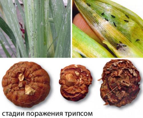 Обработка гладиолусов от трипсов. Трипсы и как с ними бороться 12 Обработка гладиолусов от трипсов. Трипсы и как с ними бороться 12