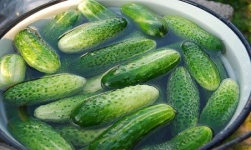 Маринованные огурцы без стерилизации на зиму. Маринованные огурцы на зиму без стерилизации — 5 рецептов хрустящих огурцов в банках