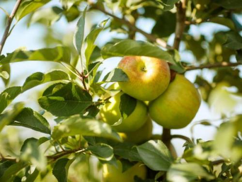 Яблони ранние сорта для урала. Лучшие осенние сорта