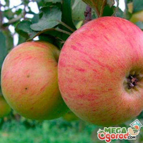 Яблони ранние сорта для Подмосковья сладкие. Осенние сладкие сорта яблонь для Подмосковья