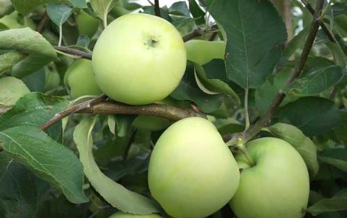 Яблони ранние сорта. Ранние сорта яблок для Подмосковья