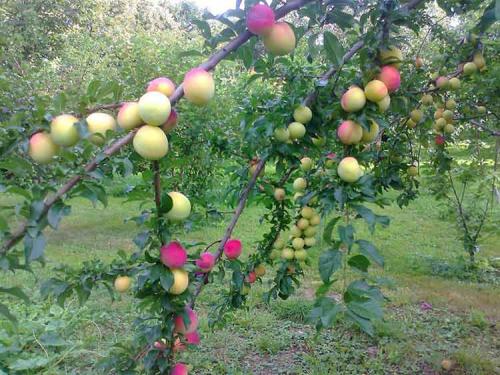 Яблони ранние сорта. Ранние сорта яблок для Подмосковья