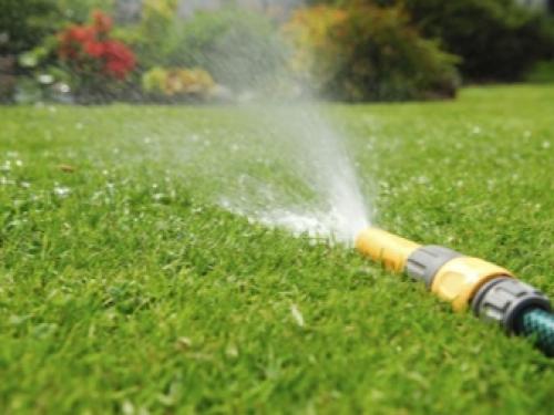 Космея почему не цветет. Космея маленького роста 11