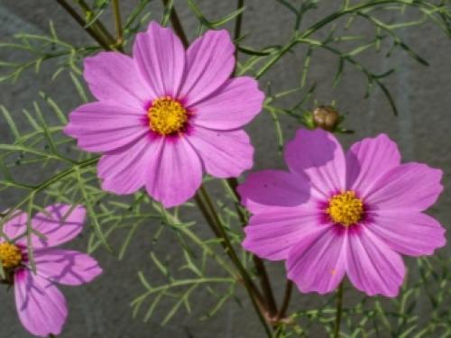 Космея почему не цветет. Космея маленького роста 08