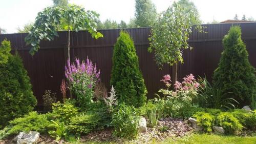 Лучшие сорта вишни форум. Помогите определиться с сортами вишни. Как расположить на участке?